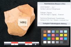 Foto (Objekt + Etikett) von Santalum salicinum Ettingshausen (NHMW-GEO-2024-0188-8001)
